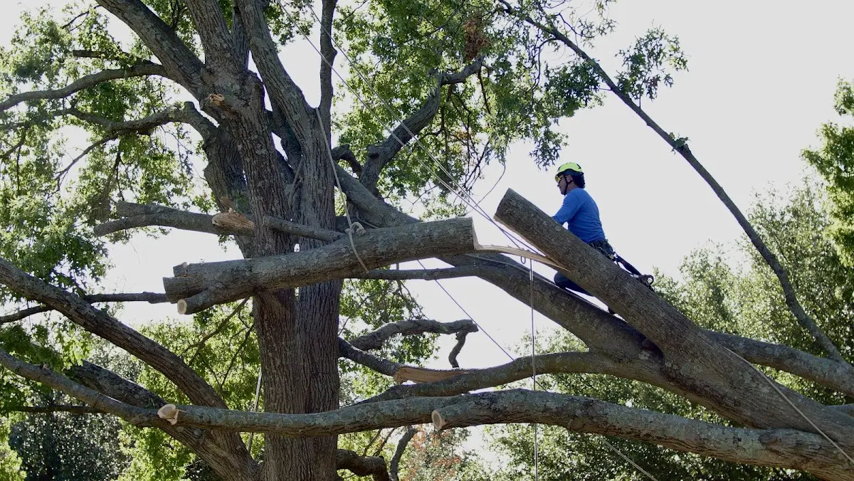 Professional Crown Thinning performed by certified arborists in Lawrenceville